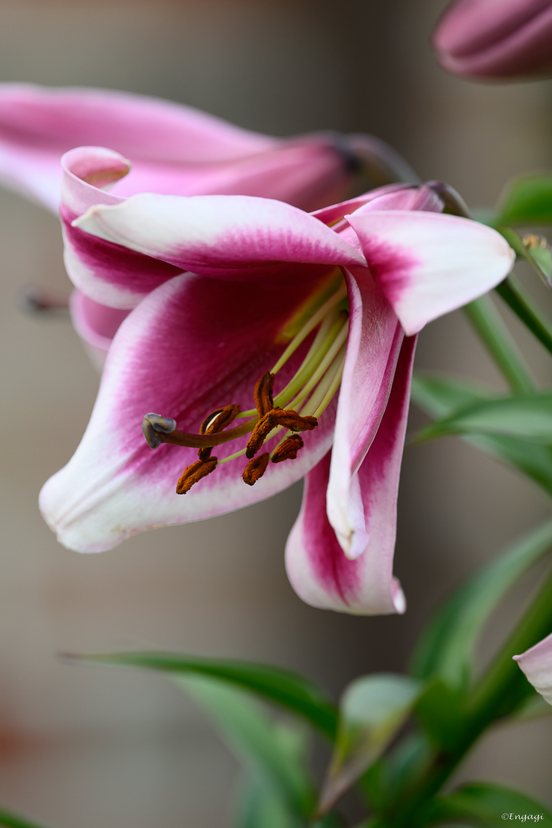 DSC_2912.jpg