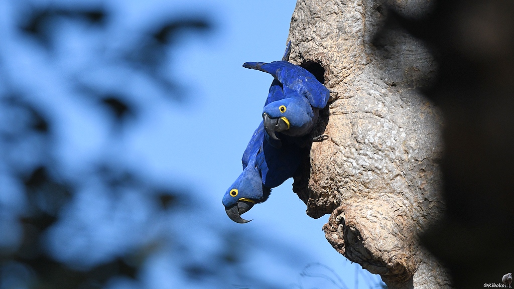 Ein paar blauer Papageien schaut aus einer Baumhöhle heraus