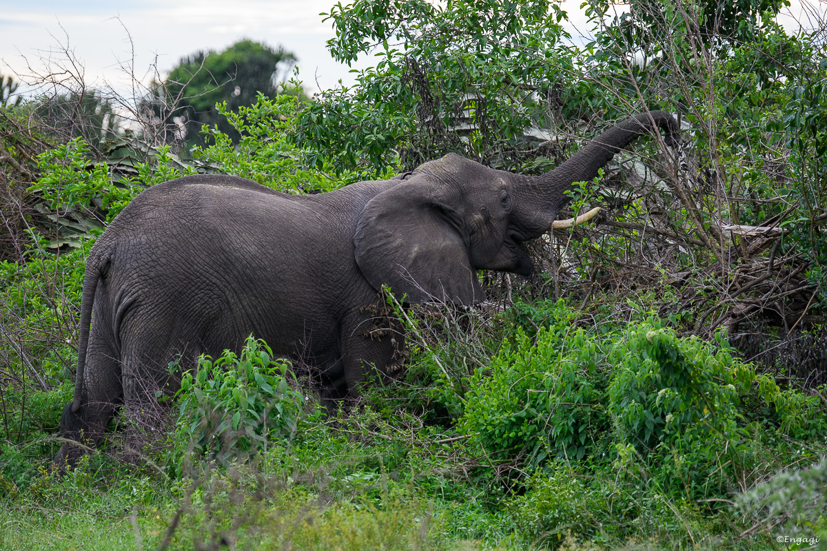 Uganda%201198.jpg