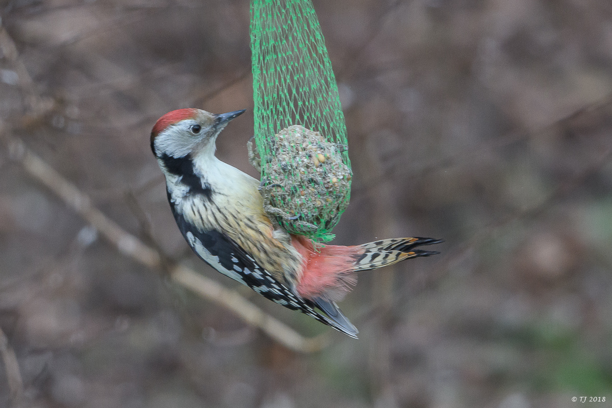 DSC_3251.jpg