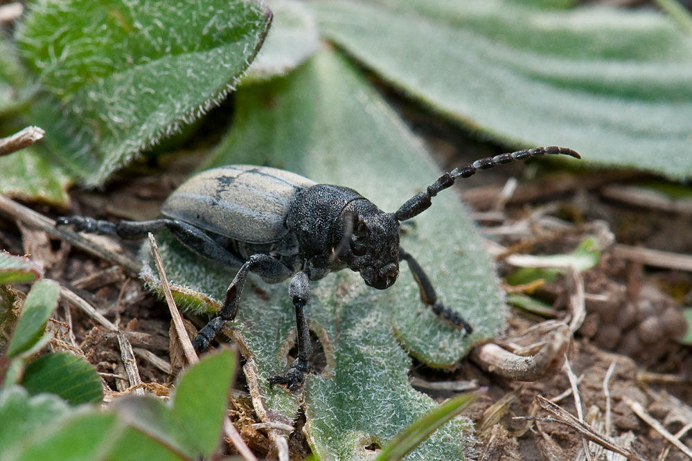dorcadion_neuhausen_20120417_2.jpg