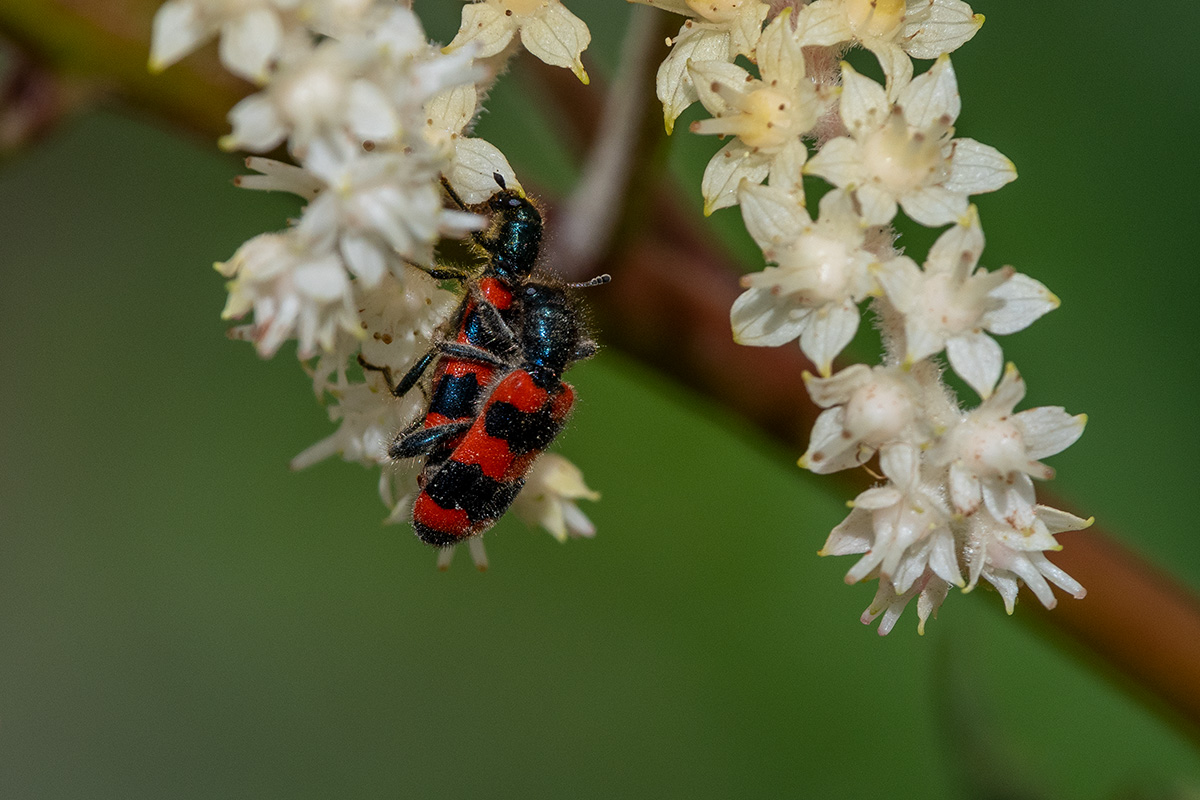 20180529_D500_5118NF.jpg