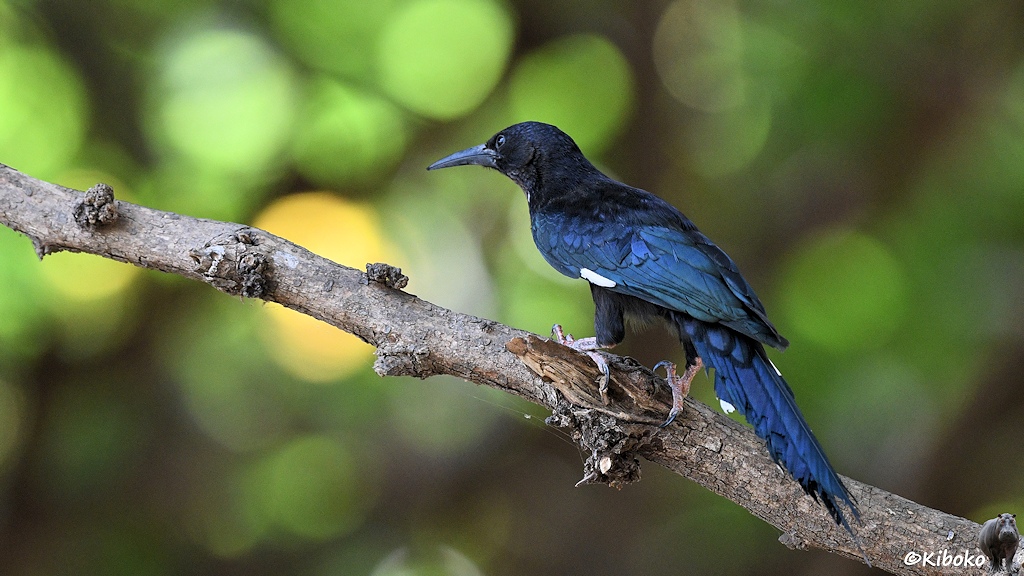 Das Bild zeigt einen größeren blauviolett glänzenden Vogel mit schwarzem Kopf, langen spitzen schwarzen Schnabel und rosa Füßen auf einem diagonal verlaufenen Ast von schräg hinten. Der unscharfe Hintergrund hat hellgrüne und gelbe Kreise.