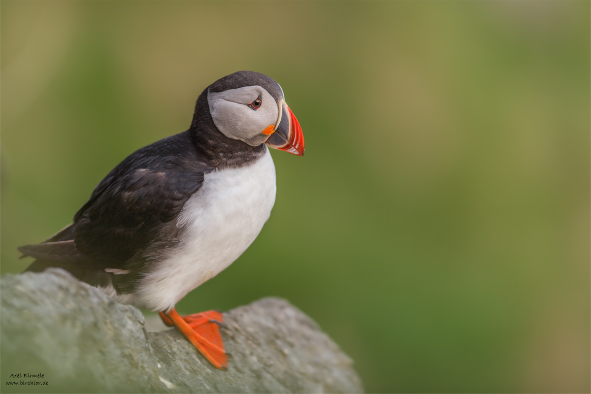 20140513_0055_PS_1200Px.jpg