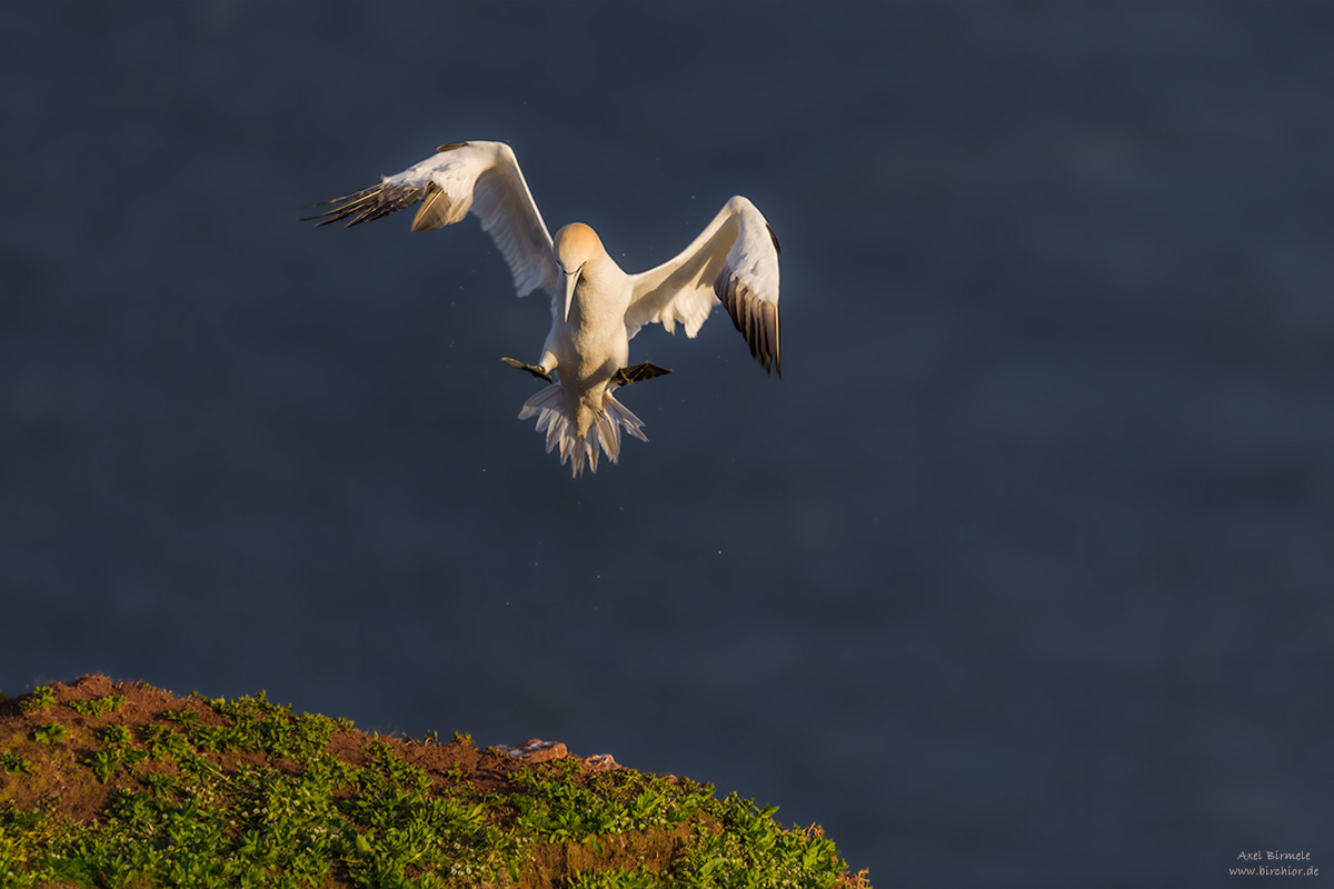 20190502_0775_PS_LAB_1200Px.jpg