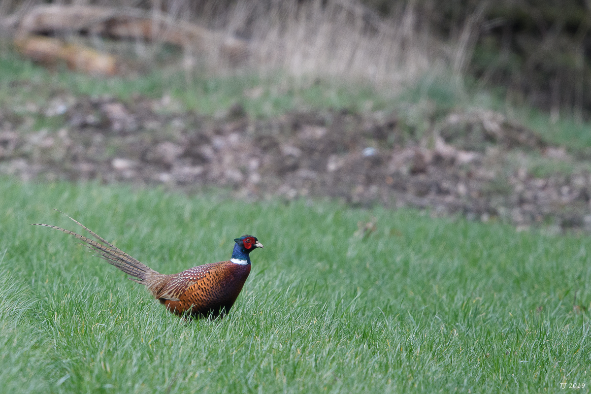 DSC_7281.jpg