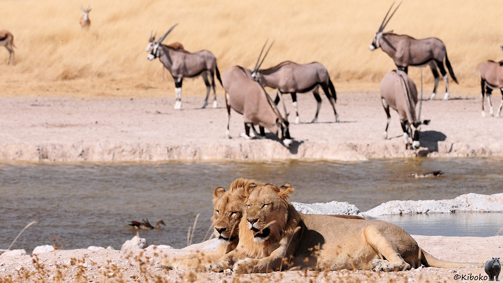 Zwei Löwen liegen nebeneinander. Im Hintergrund trinken die zwei Oryx.
