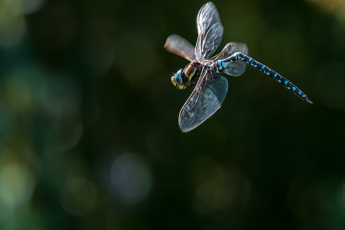 20200916_D500_2090NF.jpg
