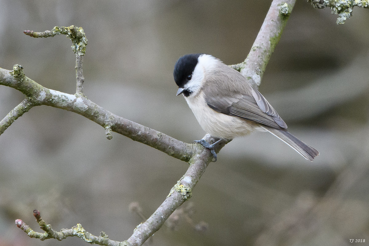 DSC_3836.jpg