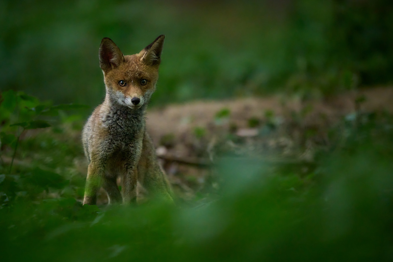 DSC_9508-X2.jpg