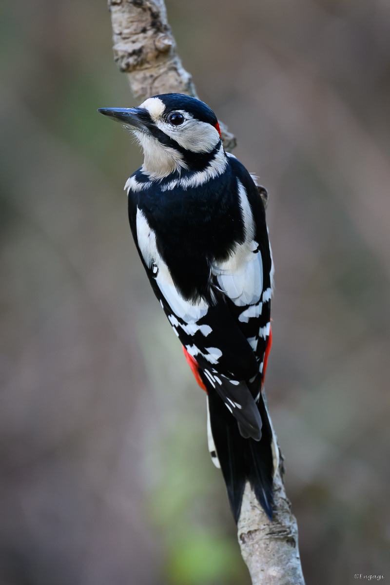 DSC_6520.jpg