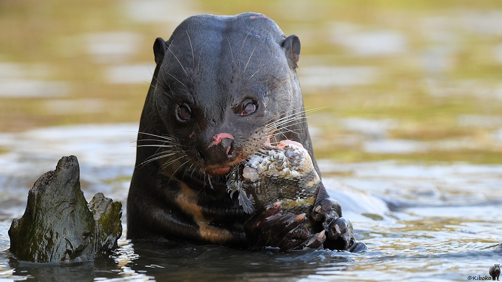 Ein Riesenotter mit angeknabberten Fisch in den Pfoten schaut direkt in die Kamera