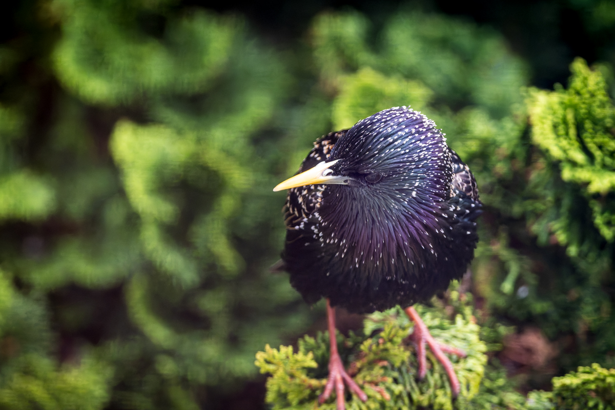 20260414_NZ9_0833_DPXNF.jpg