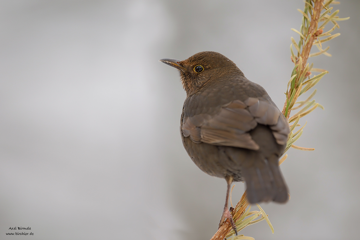 20130119_0025_NX_1200Px.jpg