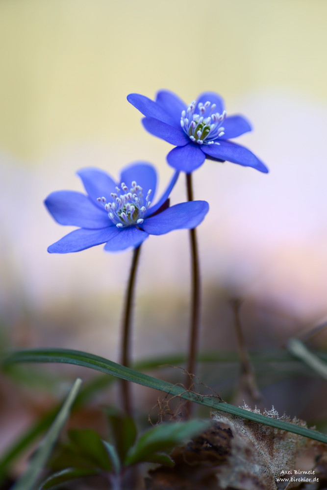 20150328_0113_PS_1000Px_V2.jpg