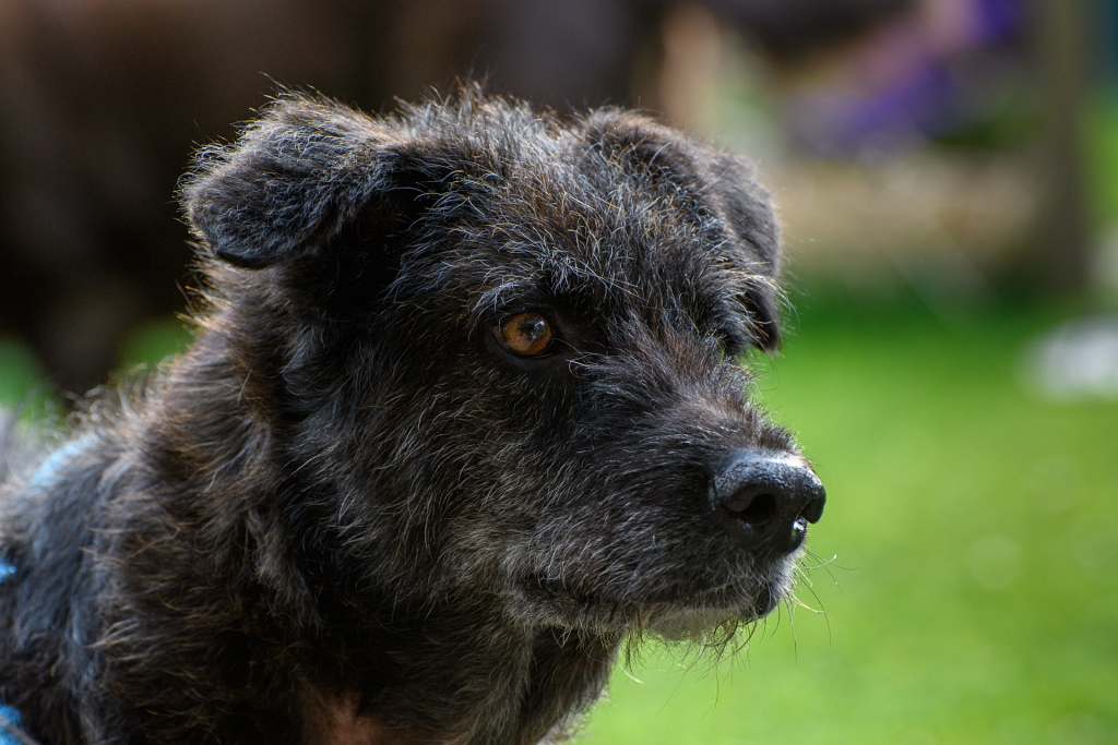 d500-hund.jpg