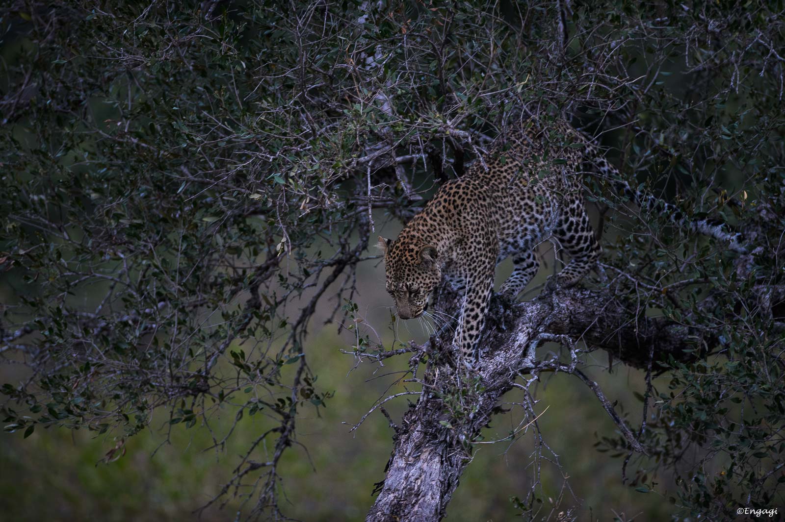 Leopard%20006.jpg
