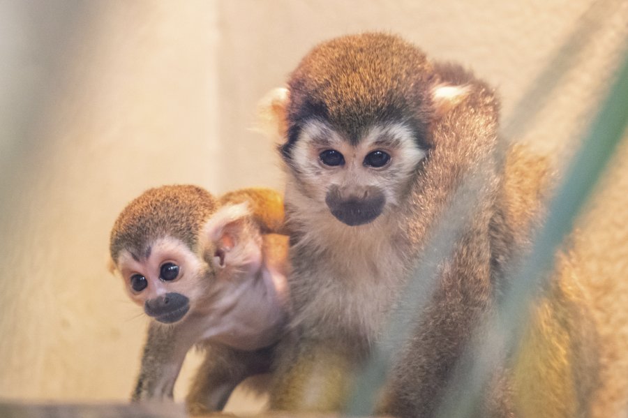 zoovienna24_17.jpg