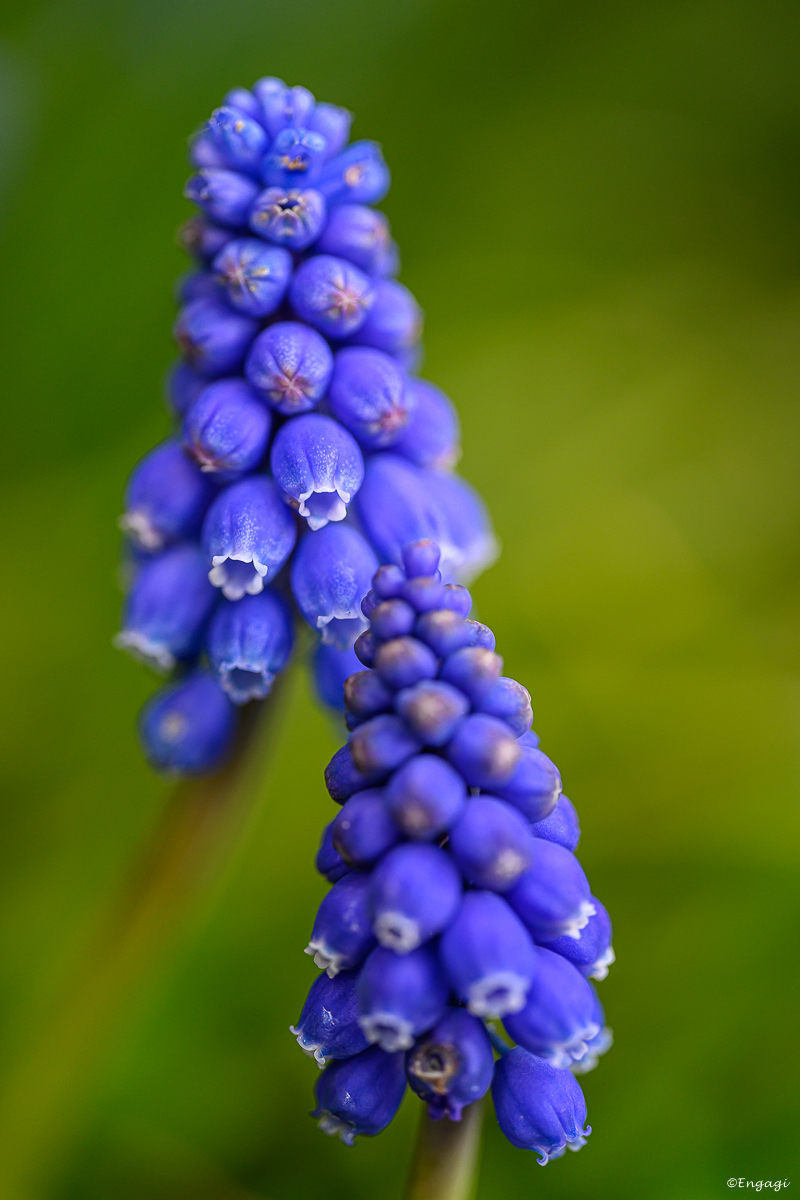 DSC_1103.jpg