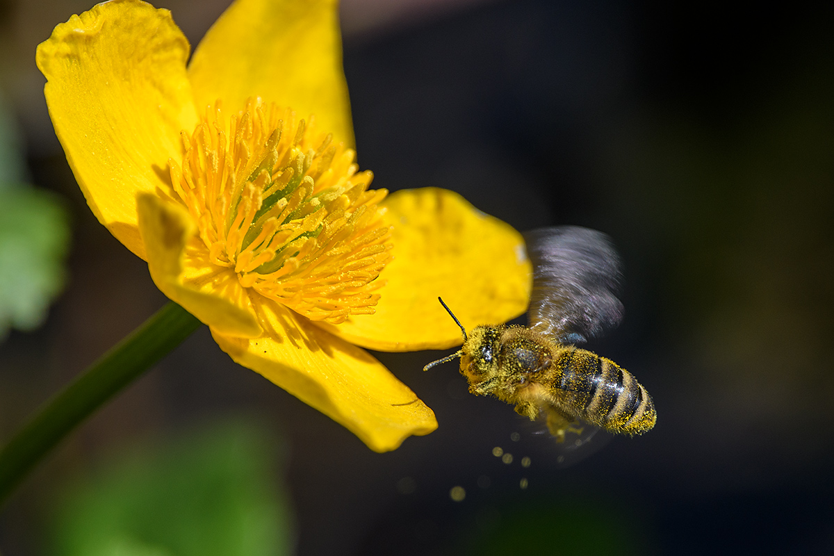 20180419_D500_0903NF.jpg