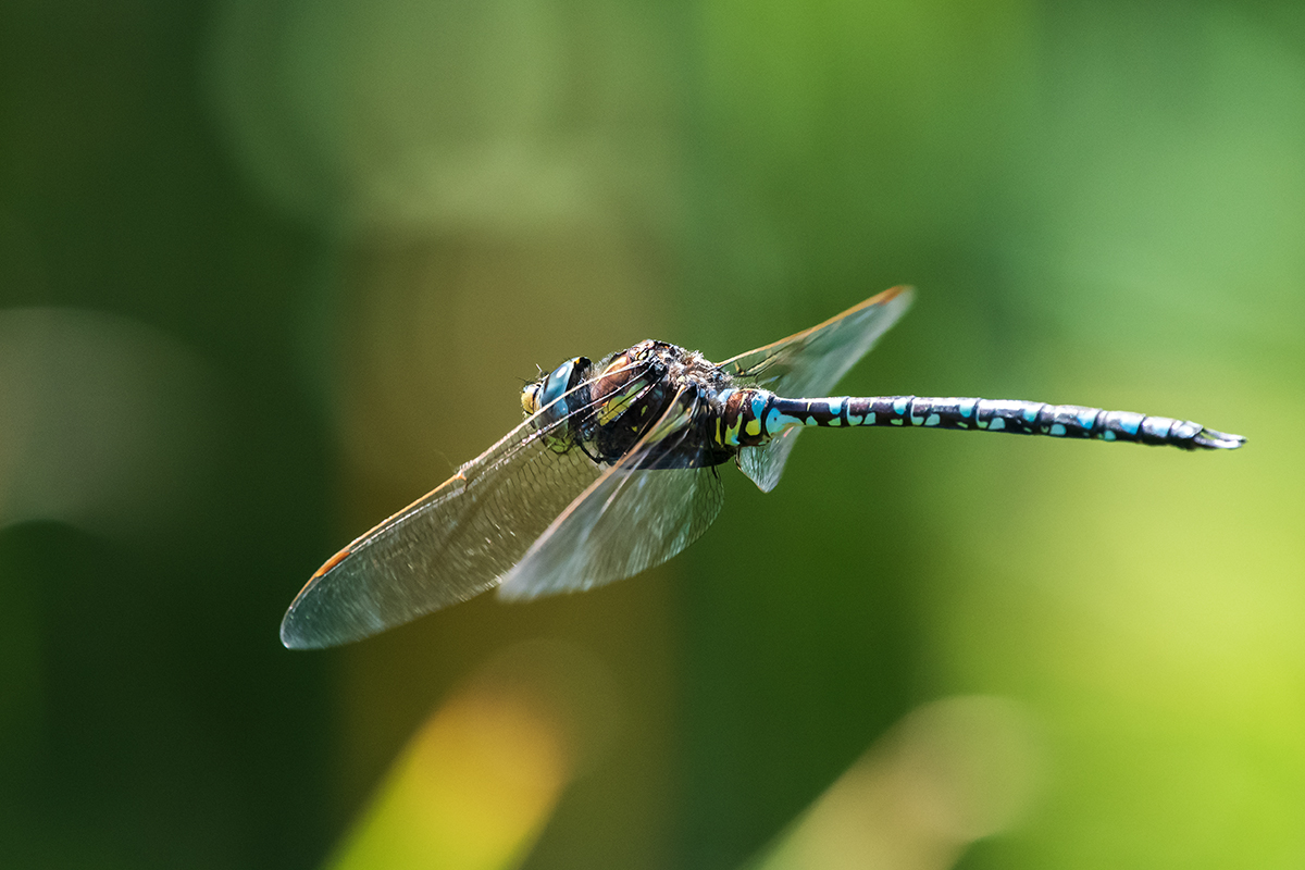 20200810_D500_0386NF.jpg
