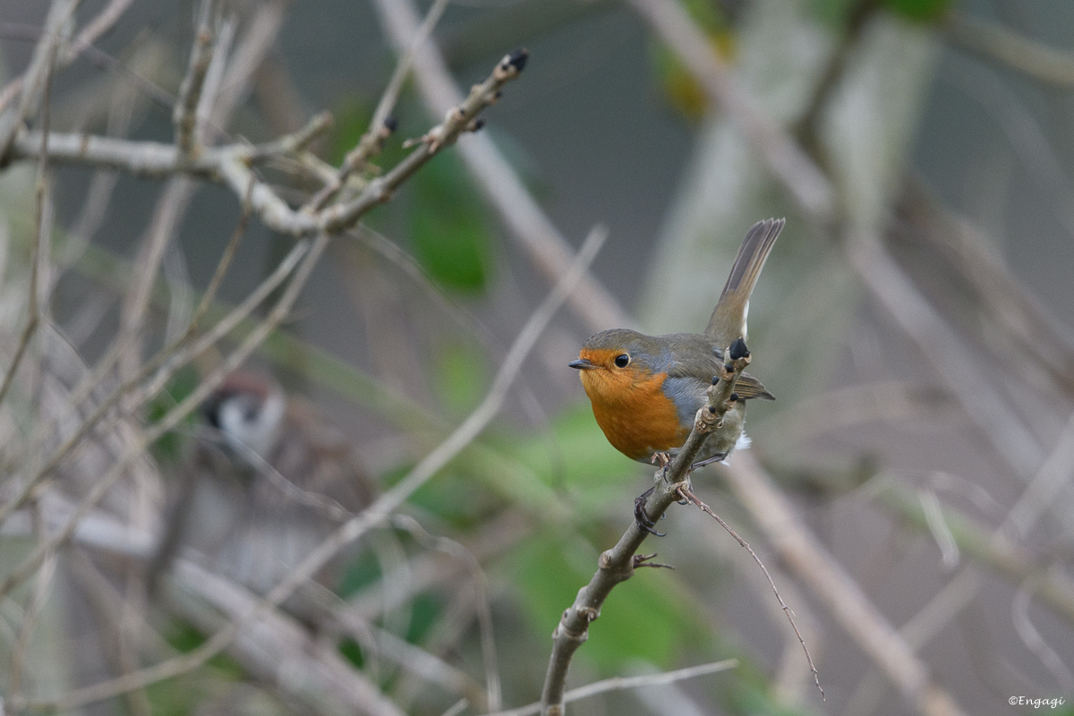 DSC_8053.jpg
