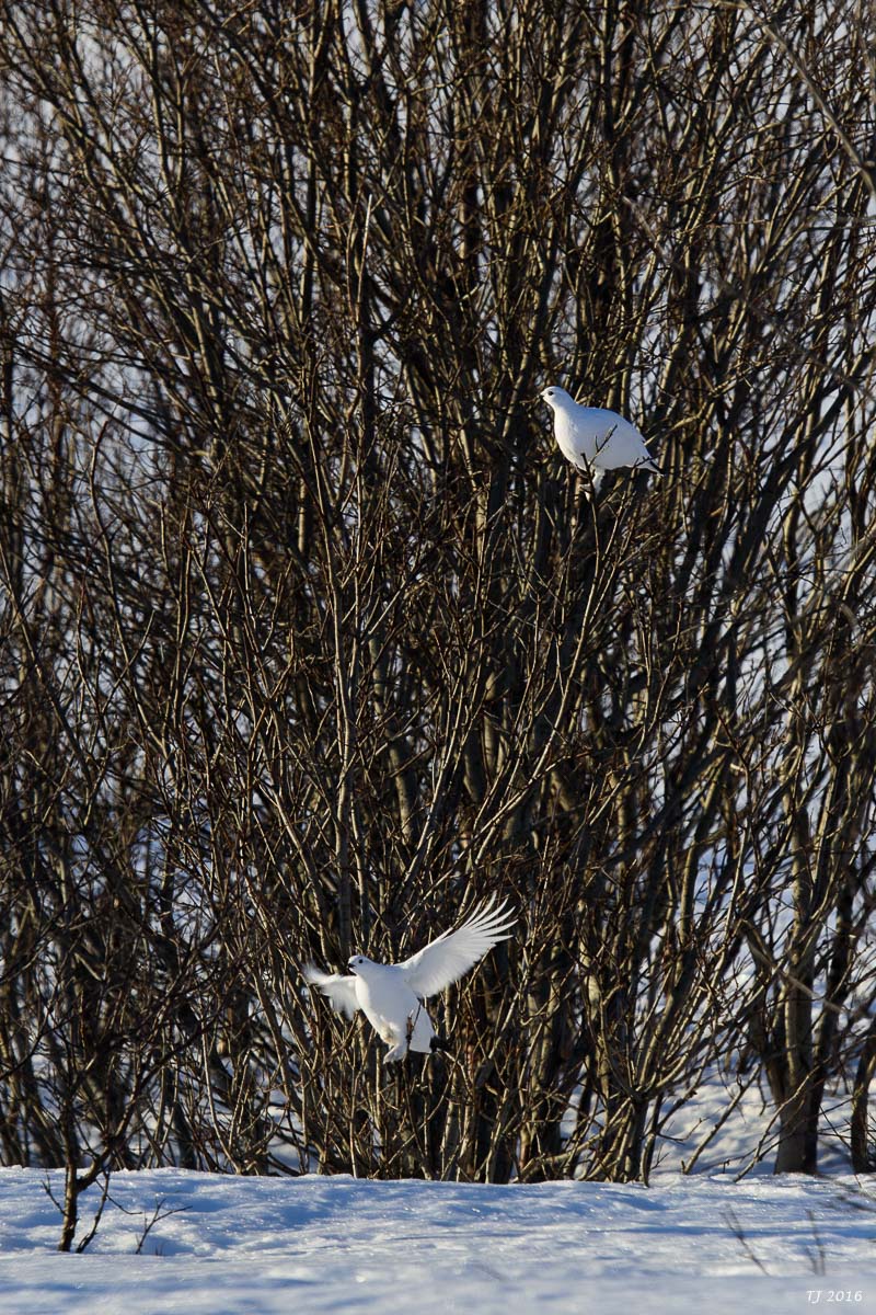 DSC_2748.jpg