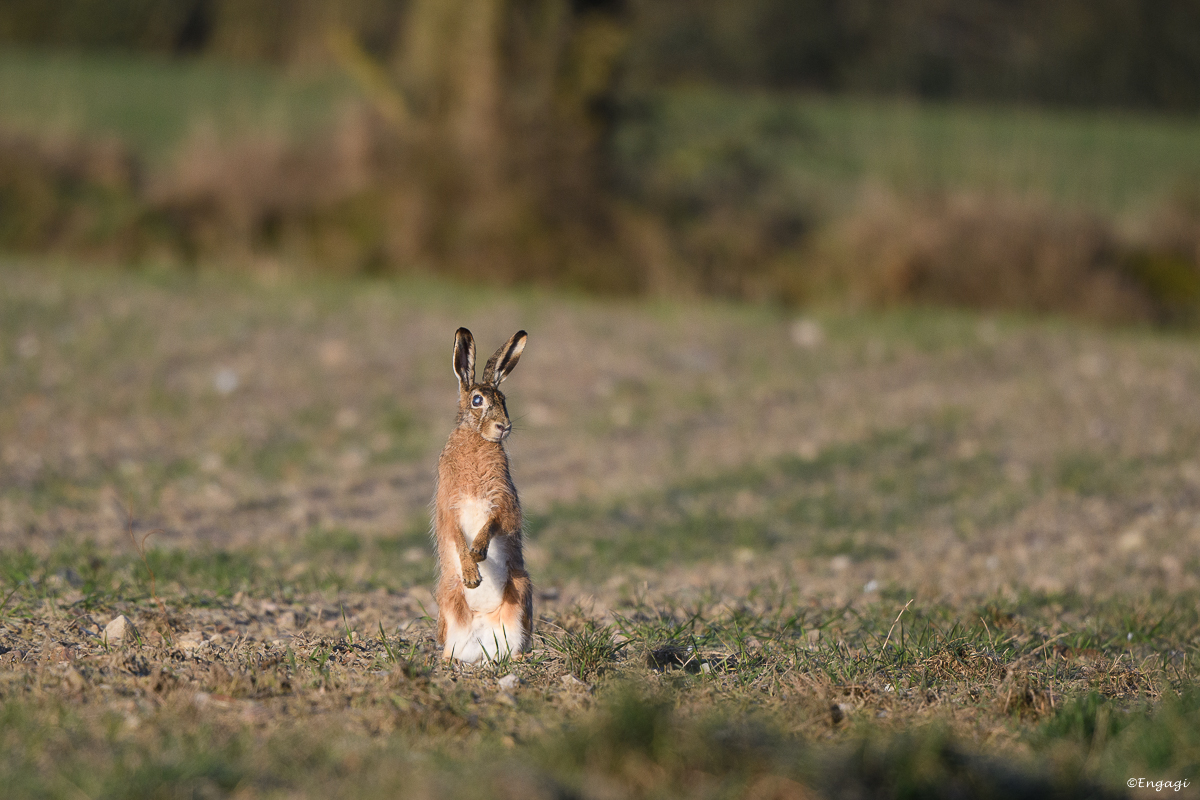DSC_0747.jpg