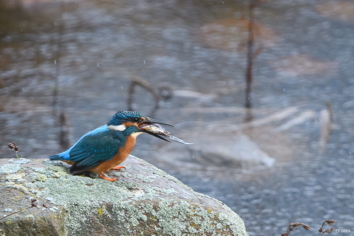 Eisvogel-83.jpg