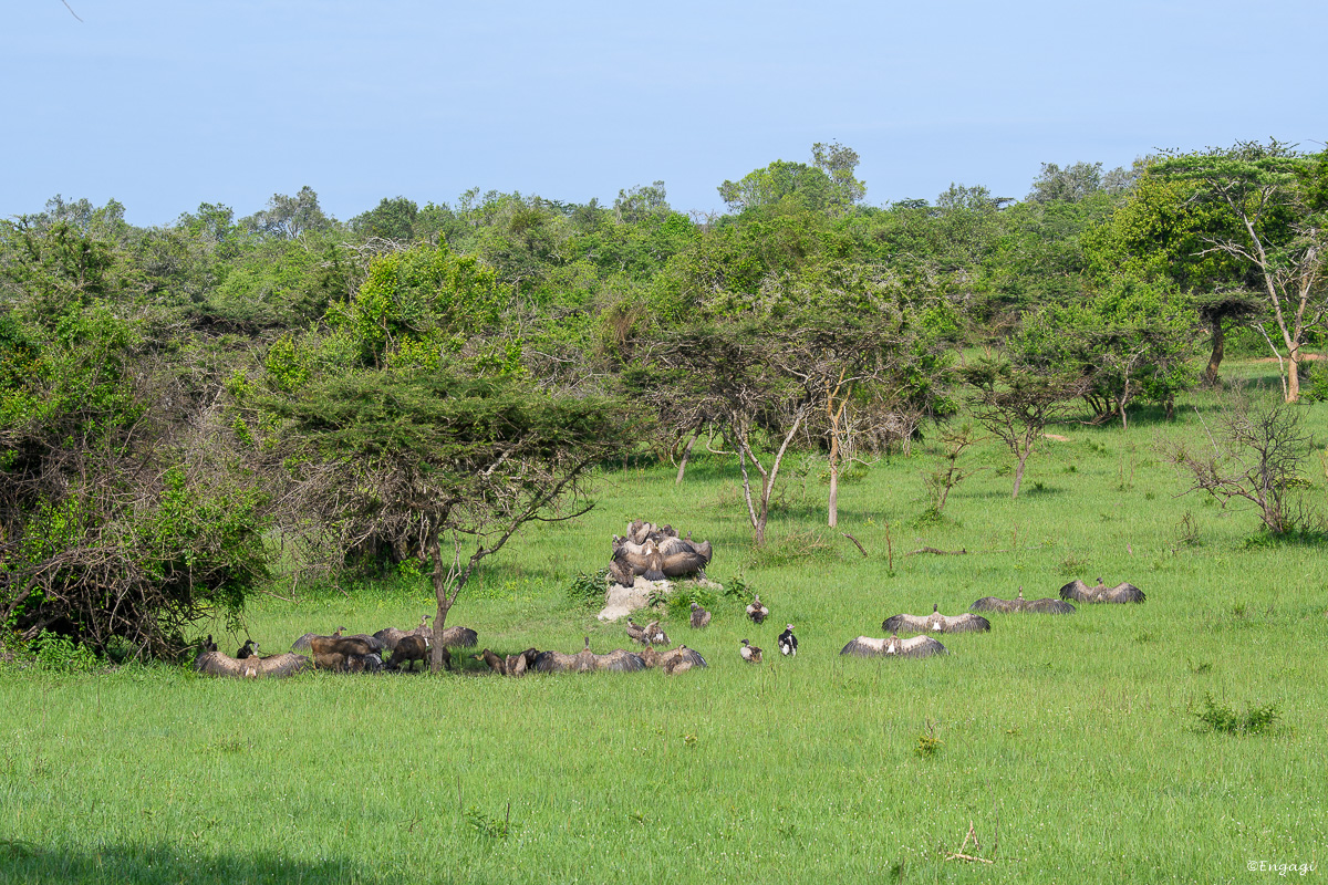 Uganda%202599.jpg