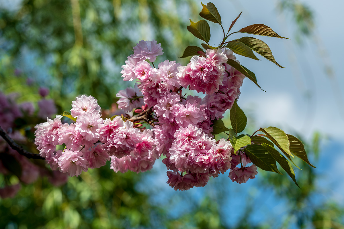 20180425_D850_2134NF.jpg