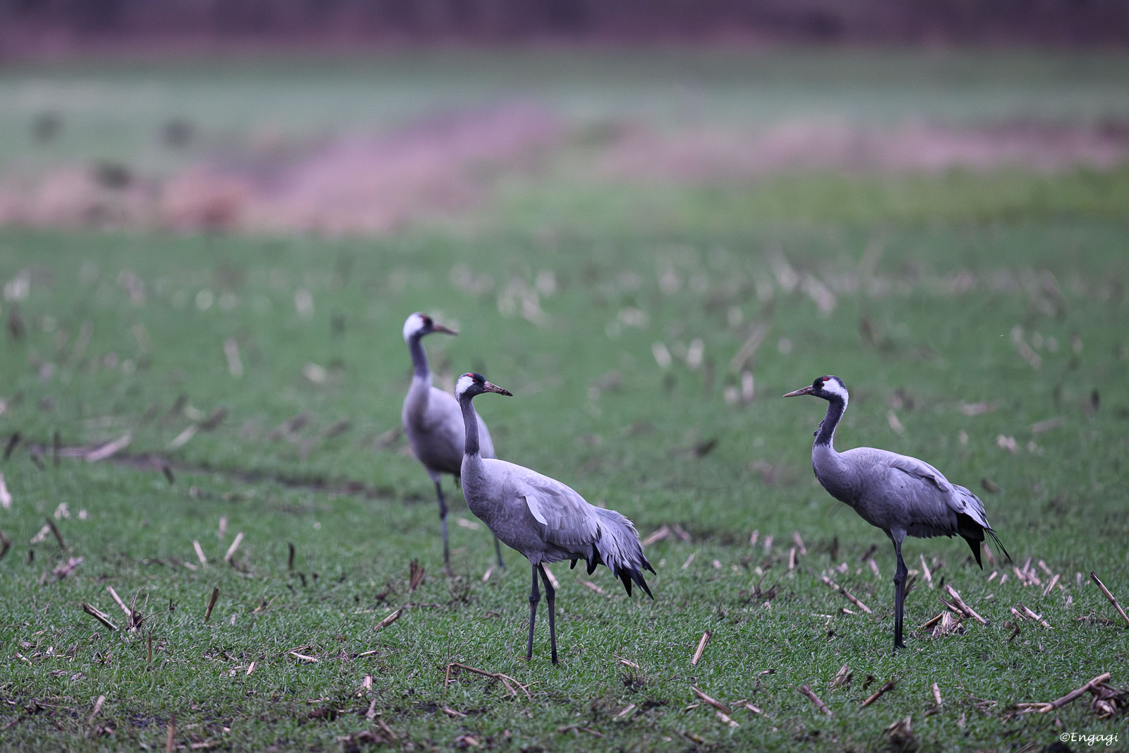 DSC_2195.jpg