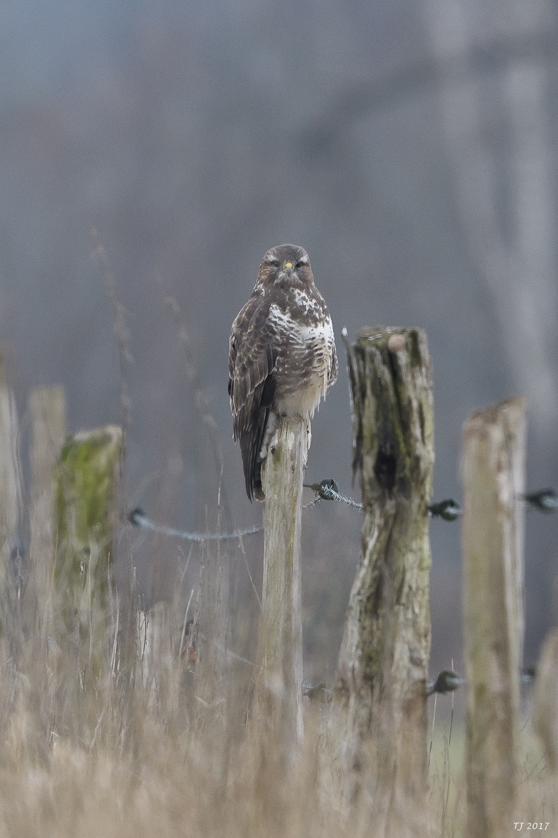 DSC_0584.jpg