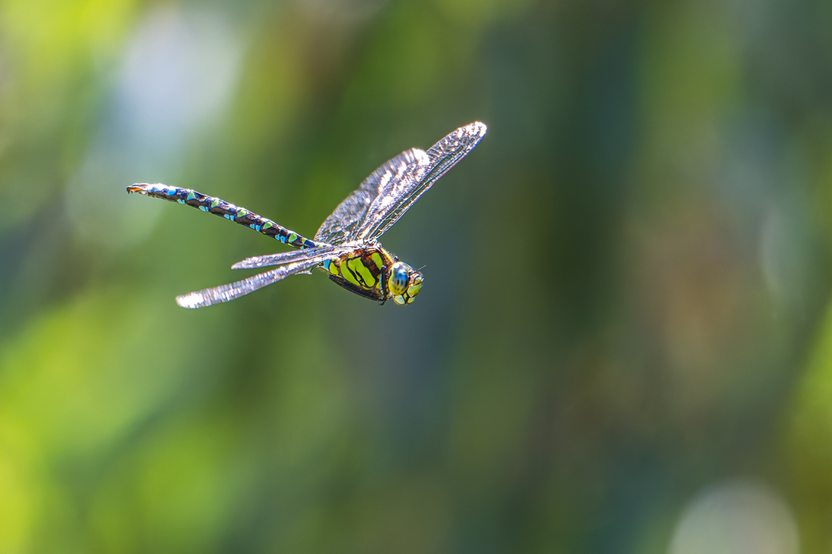 20260901_NZ9_0096_DPXNF.jpg