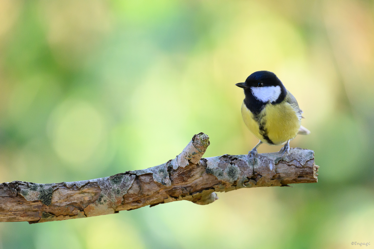 DSC_6122a.jpg