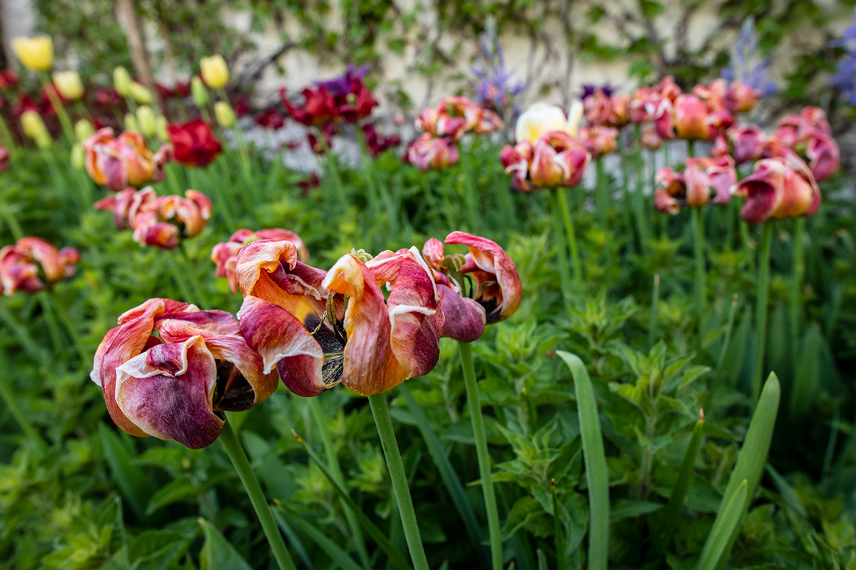 20180425_D850_2262NF.jpg