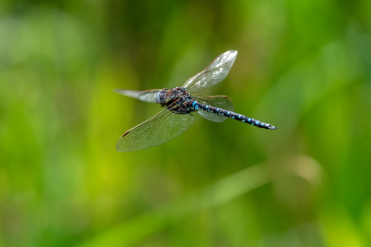 20180811_ND5_0746NF.jpg