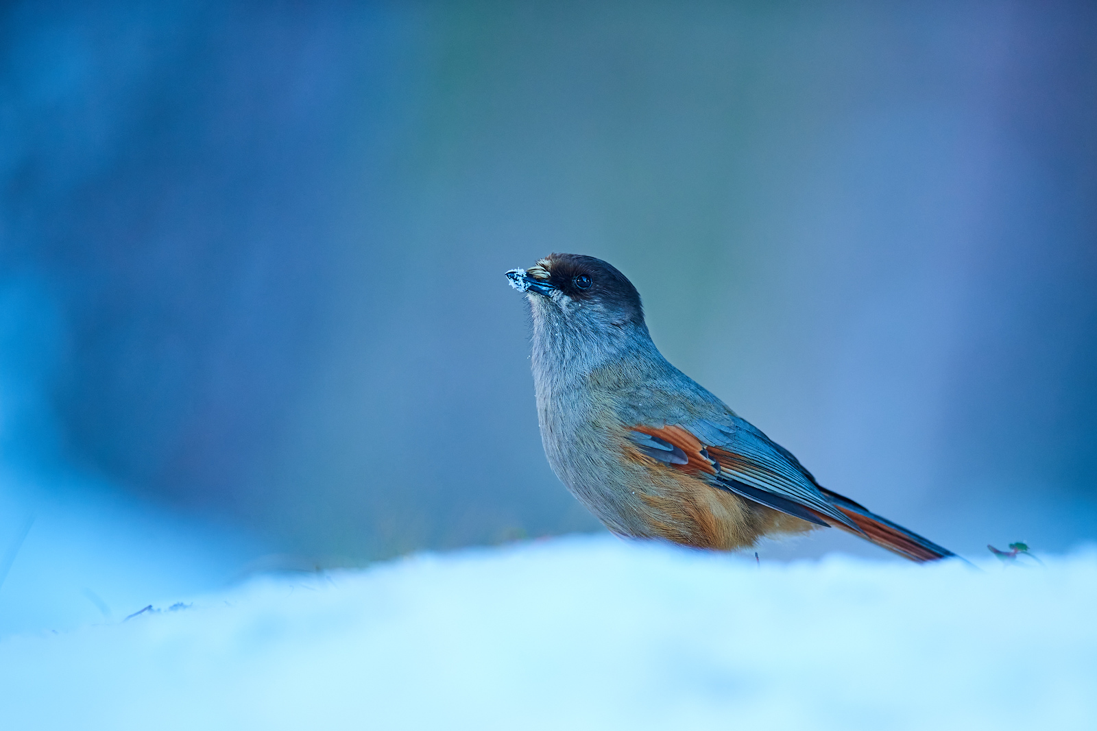 DSC_1264_1-X3.jpg
