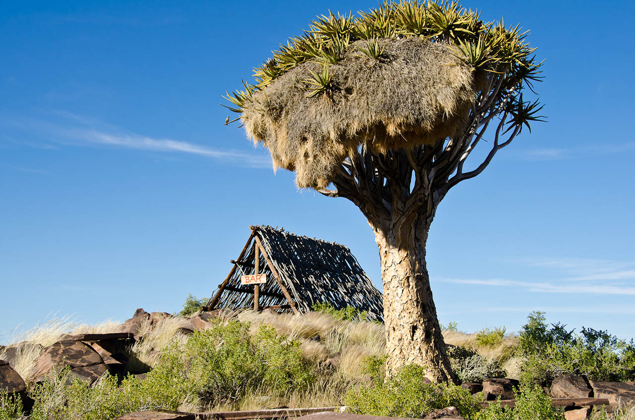 namibia_koecherbaum_1.jpg