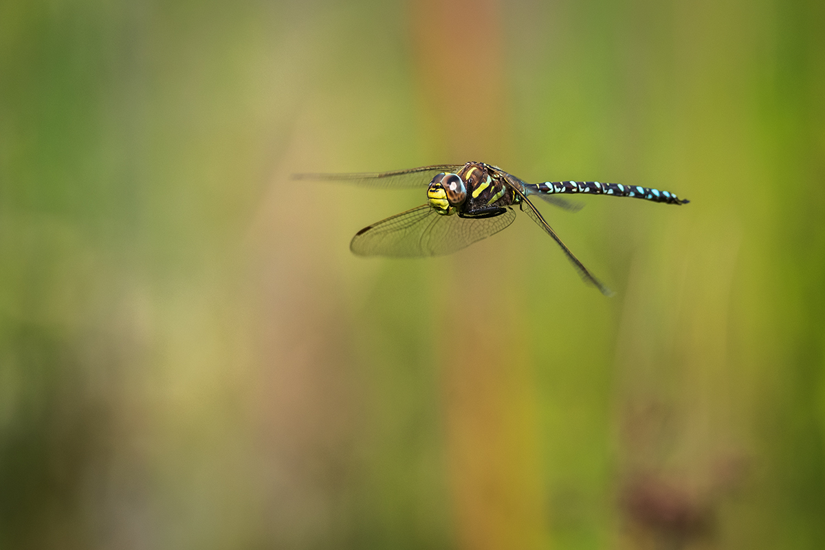 20210813_D850_0674NF.jpg