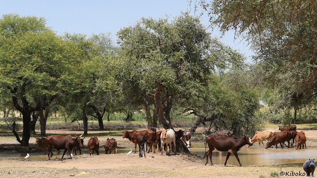 Das Bild zeigt einen dichten Wald. Darunter sind Teiche in denen eine Herde brauner Kühe am Trinken ist. Im Vordergrund seind weitere Kühe, darunter eine weiße Kuh. Drei Kuhreiher sind zwischen den Kühen auf der Jagd.