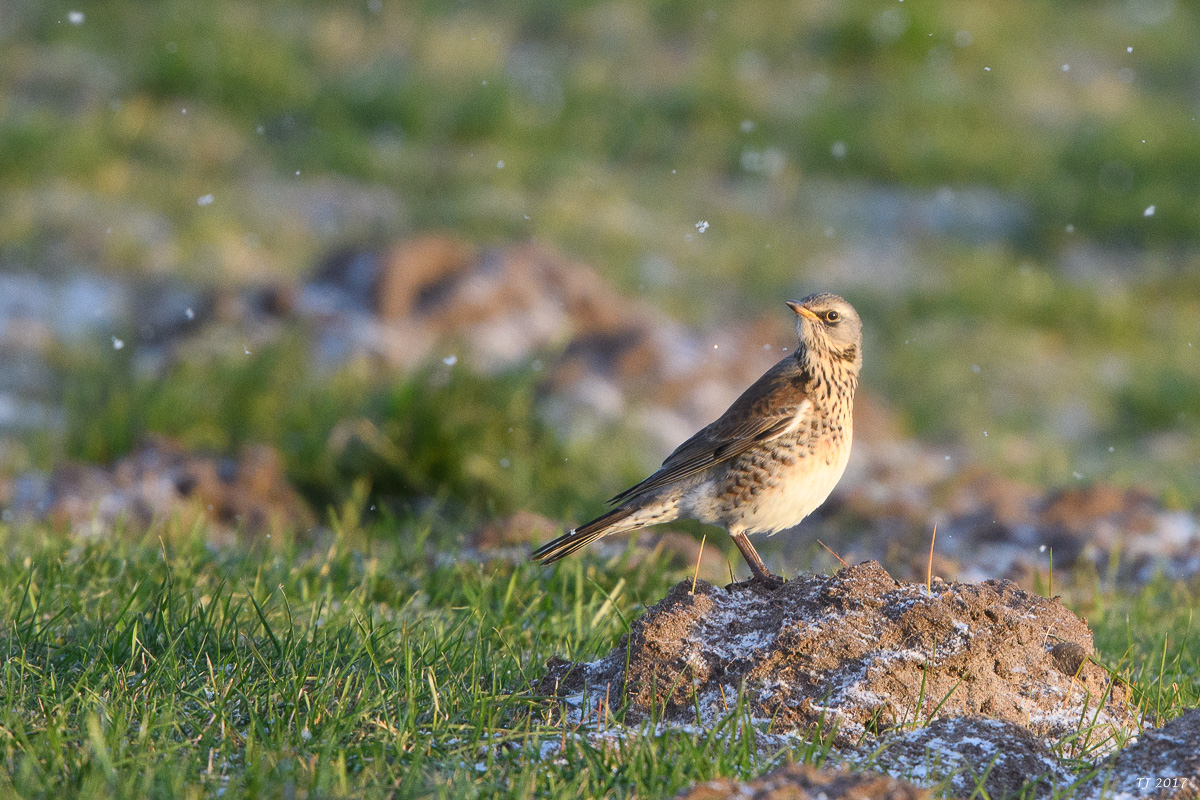 DSC_0393.jpg