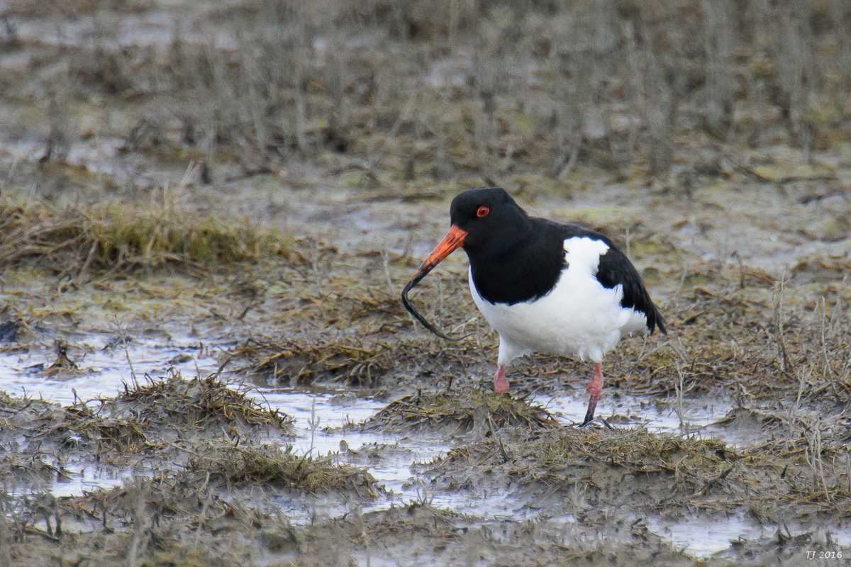 DSC_5172.jpg