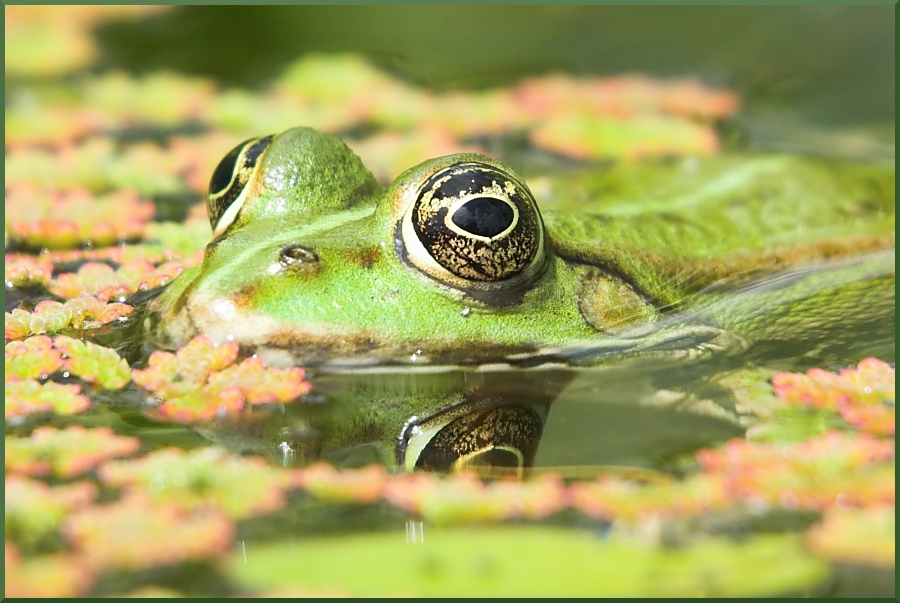 nff_botgartfrosch.jpg