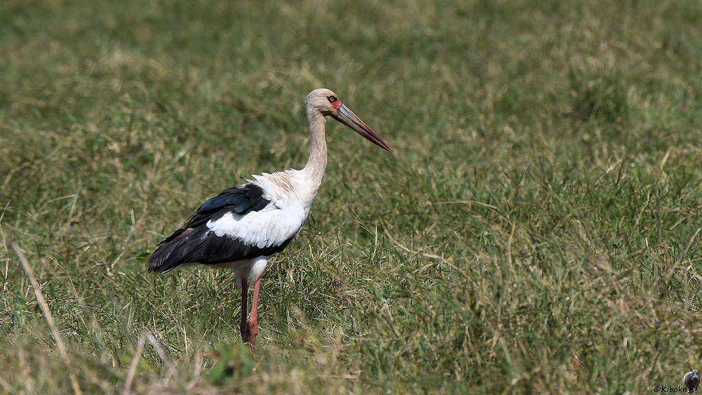Weißschwarzer Storch, der unseren Störchen sehr ähnlich sieht