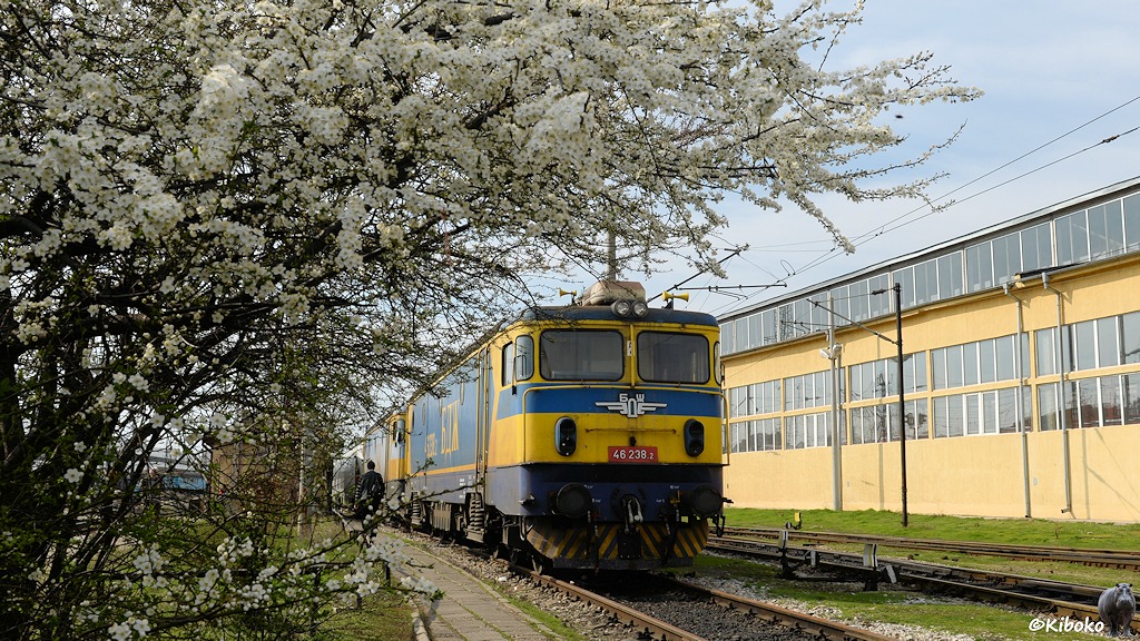 Das Bild zeigt eine gelb-blaue Elektrolokomotive unter einem blühenden Baum.