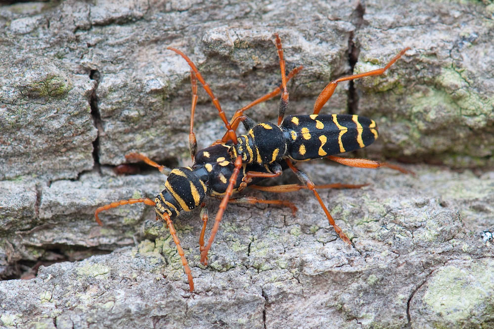 Pl_arcuatus_Eiablage_Reute_130613_2.jpg
