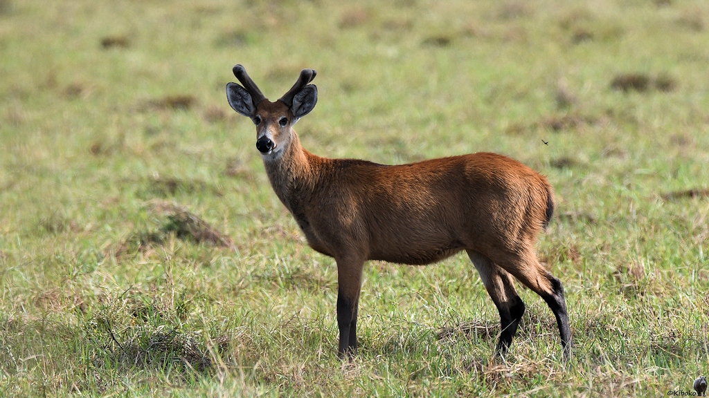 Junger rotbrauner Hirsch mit schwarzen Beinen und kleinem Geweih