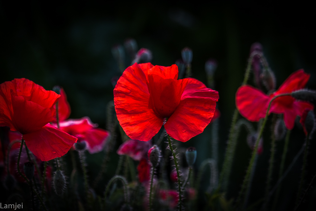 XT-20_415.jpg