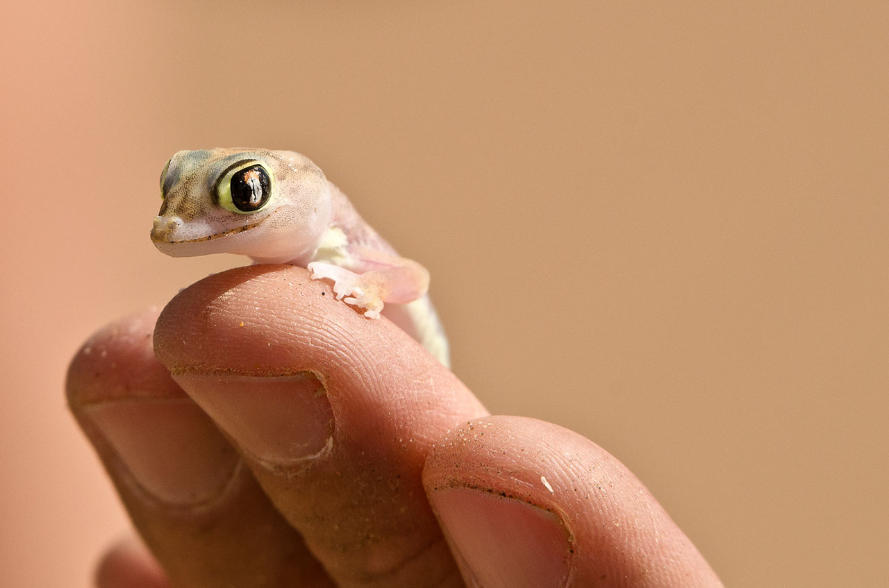 namibia_palmatogecko_1.jpg
